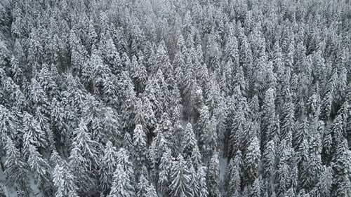 Drone Side Flight Over Snowy Dense Coniferous Forest Huge Fir Trees Stand Covered with Snow on
