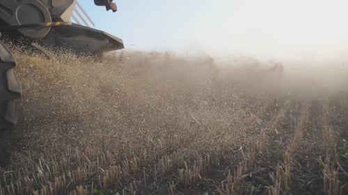 Grain Harvester Working at Field Combine Gathering Crop of Ripe Wheat and Throwing Straw Behind