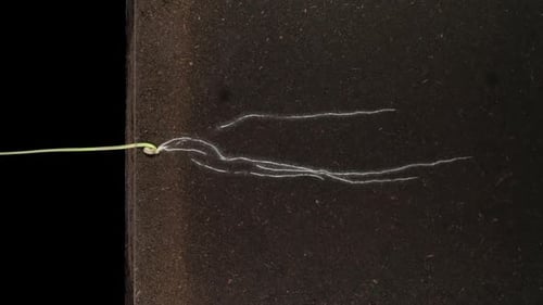 Chronologie de la germination et de la croissance du grain de seigle dans une rhizobox