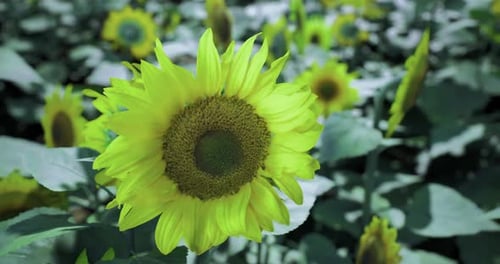 Des tournesols jaune vif fleurissent dans un champ verdoyant sous un ciel ensoleillé