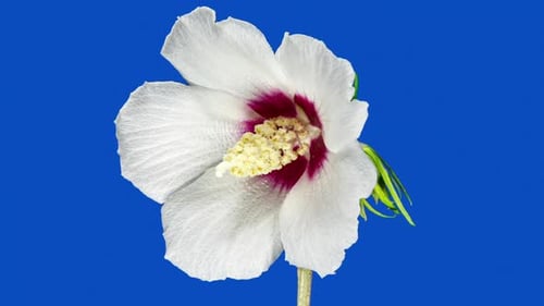 White Flower Blossoming on Blue Background in Time Lapse