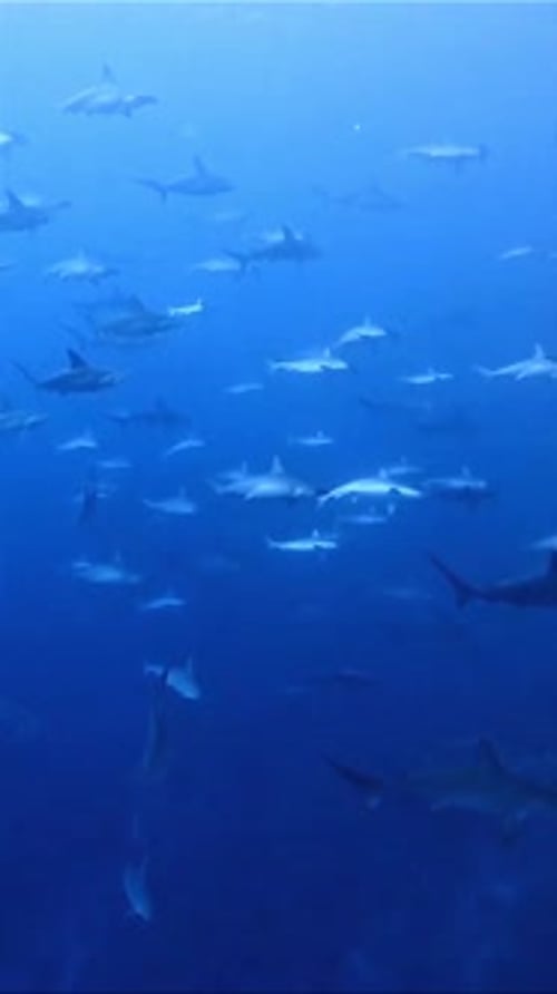School of Hammerhead Sharks Underwater