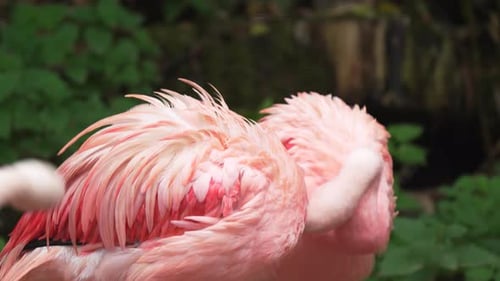 Flamants roses au repos, têtes repliées dans leurs plumes, oiseaux gracieux s'installant paisiblement dans la nature
