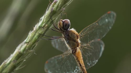 Close Up Shot of Yellow Dragonfly Resting on Branch