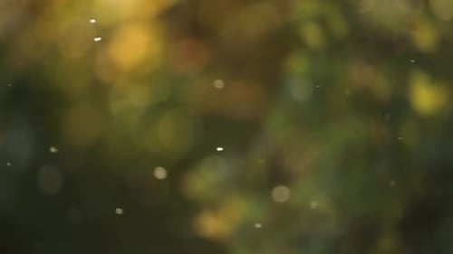 Psychedelic moving flying fly insect blurred bokeh