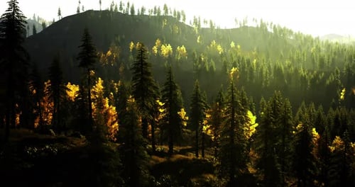 Une lumière dorée illumine le paysage forestier pendant les soirées d'automne