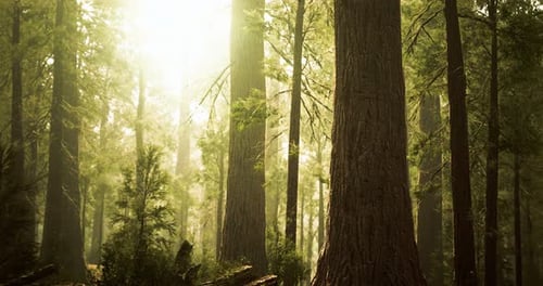 Majestic Trees Standing Tall in a Sunlit Forest During the Morning Hours