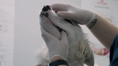 Veterinarian Doctor Examining a Patient Dog Teeth at Vet Clinic Cute Puppy Visit Dentist in