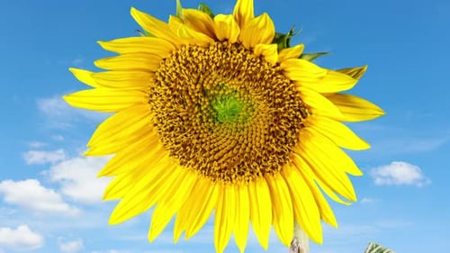 Blooming Sunflower Against Bright Blue Sky