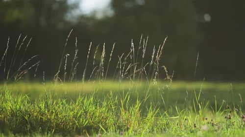 Ätherische Grasähren an langen Stielen stehen über der üppig grünen Wiese, die von der Morgensonne hinterleuchtet wird.
P