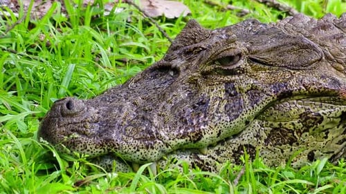 Crocodile à l'état sauvage