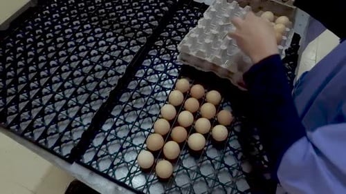 Worker Sorting Fresh Brown Eggs onto Rack