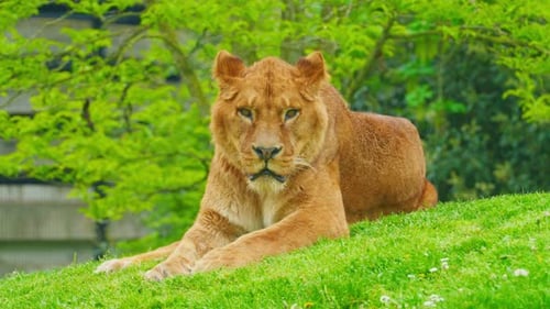 A Big Beautiful Lioness Lies Resting on the Grass