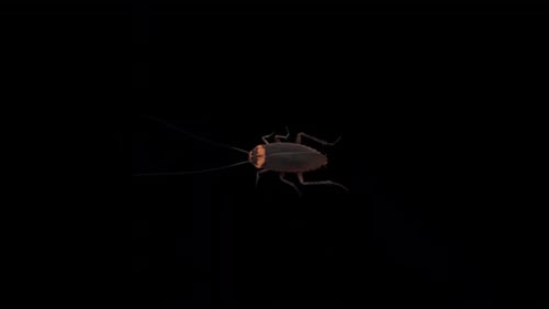 Vue de dessus de Cockroach Idle
