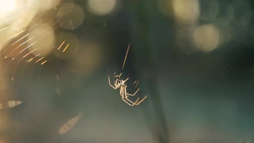 Eine Spinne webt bei Sonnenuntergang ein Netz zwischen den Grashalmen im Wald
