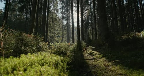 Backlit Trees in a Forest Casting Long Shadows in the Green Undergrowth in a Scenic Landscape View