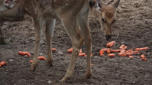 Roe deer eating carrot on sandy shore of pond close up slow motion. Young true deer grazing