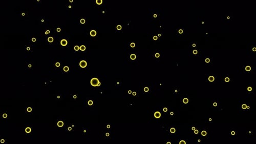 Soap bubbles flying on a black background. Design. Colorful ring silhouettes.