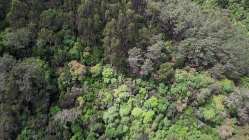 Fly Above Green Park with Forest Trees 01