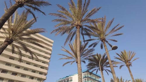 Palm tree, clear blue sky, exotic flowering plant, The Arecaceae in Spain