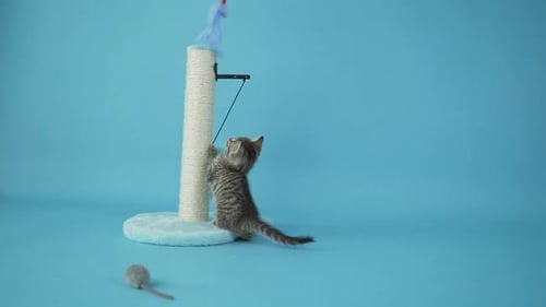 Funny Little Kitten Playing with Toy Blue Background