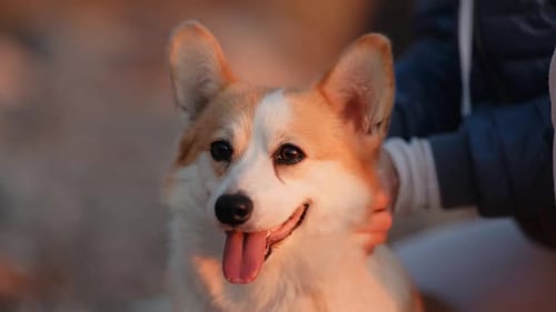 Mujer joven y perro Corgi se relajan en una playa rocosa al atardecer