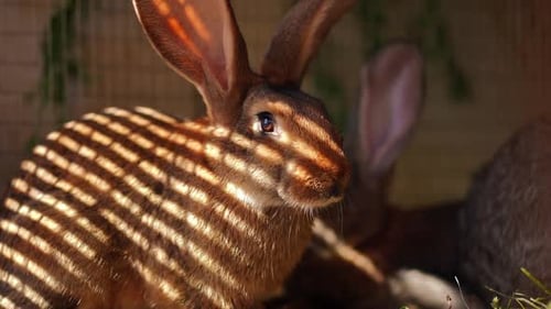 Rabbit with Striped Sunlight Pattern in Enclosure