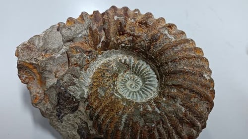 Ammonite Prehistoric Fossil