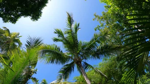 Palm Trees Against Blue Sky in Tropics