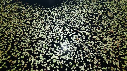 Drone shot revealing large fields of water lily in a lake