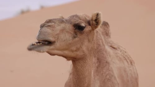 Middle Eastern Camel Eating Green Shrub in the Desert in UAE