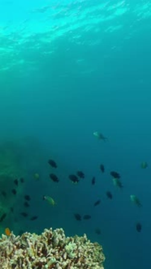 Underwater World with Coral Reef and Fish Marine Sanctuary