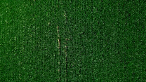 Aerial top down, fresh green crops growing on farm field blowing against wind