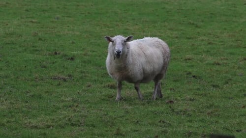 A single Sheep grazing in field. Winter. Powys. Wales. UK