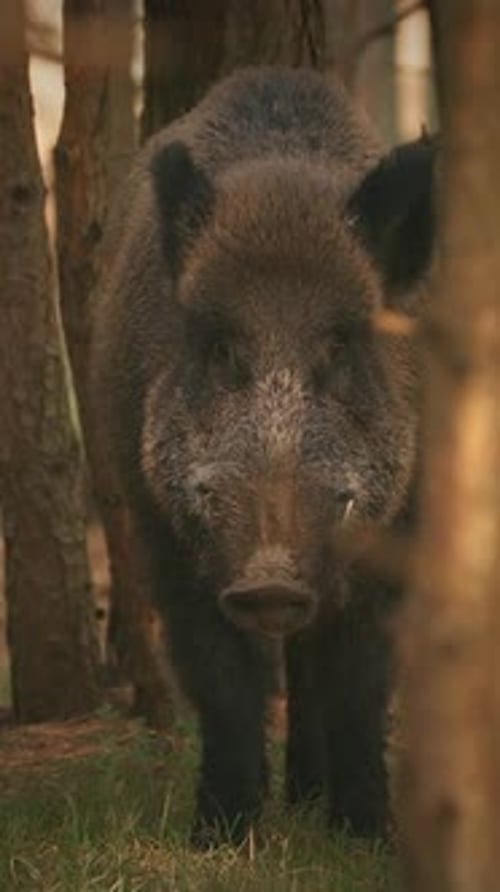 Wild Boar Standing Tall in a Forest Setting