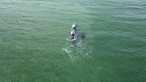 Humpback Whale Female And Her Calf Breaching On The Sea. Aerial Drone Shot