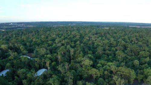 Vue aérienne : Jungle dans le parc national d'Iguazú, à Misiones, en Argentine, vue large vers l'avant