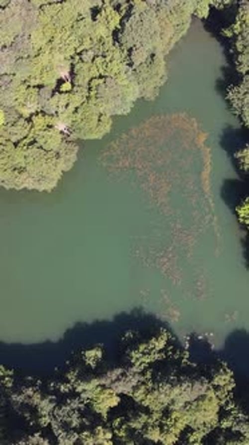 Aerial View Lake Between Trees