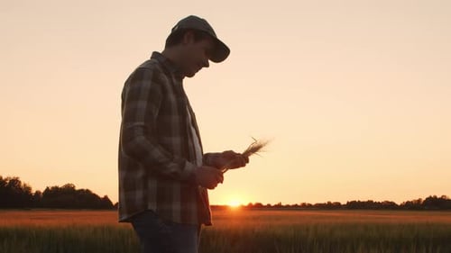 Farmer in Front of a Sunset Agricultural Landscape Man in a Countryside Field Country Life Food