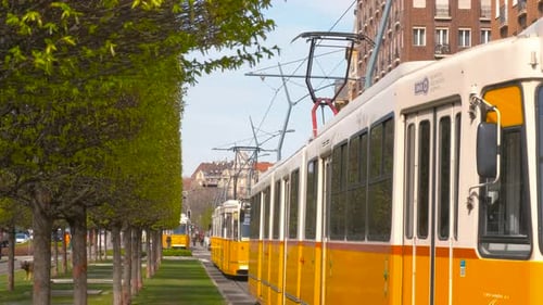 Tramways stop in the street during day time.