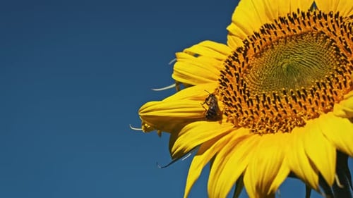 Bee Pollinating a Vibrant Yellow Sunflower