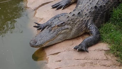 Close Up Of Crocodile Teeth And Snout Uhd
