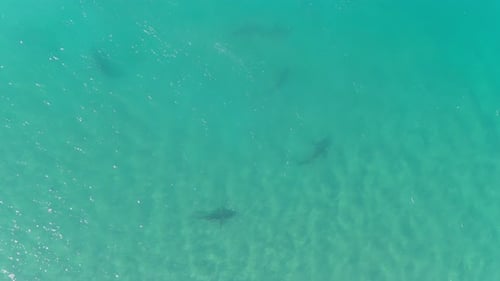 A drone view of sharks swimming in clear water, Hadera in Israel
