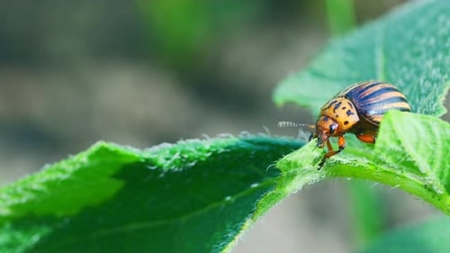 Se ve al escarabajo de la patata de Colorado sobre una hoja verde exuberante explorando sus alrededores en un jardín soleado
