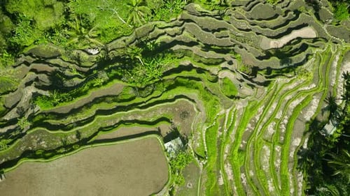 Aerial View of Tegallalang Rice Terraces in Bali Showcasing Lush Green Fields in an Intricate