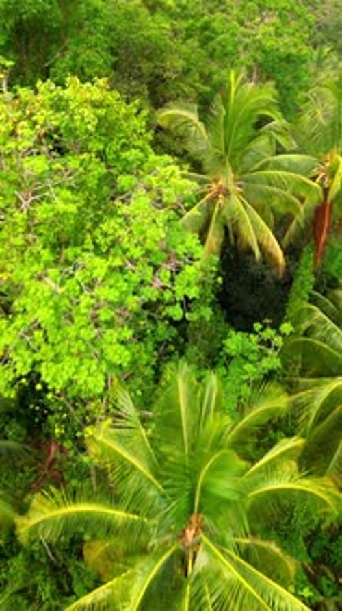 Dense Green Tropical Rainforest in Thailand