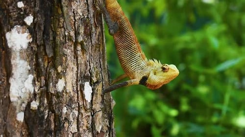 Un lagarto de jardín oriental macho en un árbol se come una hormiga en el país tropical de Sri Lanka