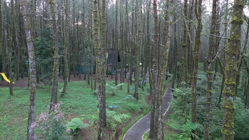 Aerial Perspective, Stunning Drone Footage Captured amidst Lush Pine Forest Canopy