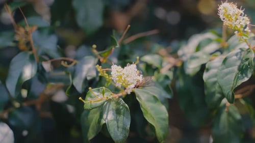 Delicate butterfly gracefully perched on a coffee flower in the tranquil morning garden, creating a