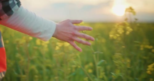 Conceito de agricultura agrícola em campo, semente de canola em flor, semente de colza